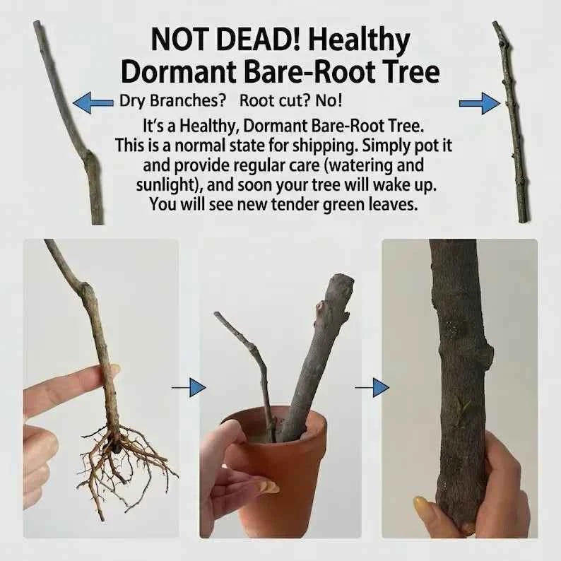Star jasmine dormant bare-root tree with exposed roots and short stems, held in hand