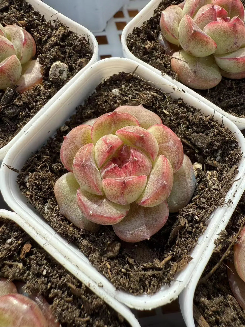 Echeveria Elegans - 2'' pot mysoilsong