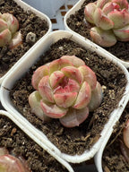 Echeveria Elegans - 2'' pot mysoilsong