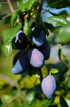 Italian plum tree with dark purple plums and green leaves on branches