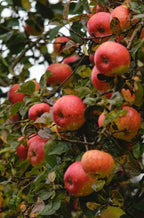 Bare-root apple tree with red apples and green leaves on branches