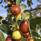 Ripe jujube berries on tree branch with green leaves, reddish and yellow fruit
