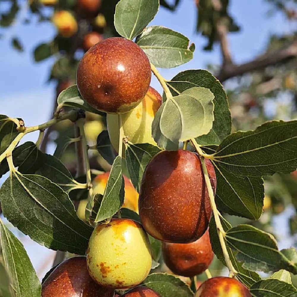 Ripe jujube berries on tree branch with green leaves, reddish and yellow fruit