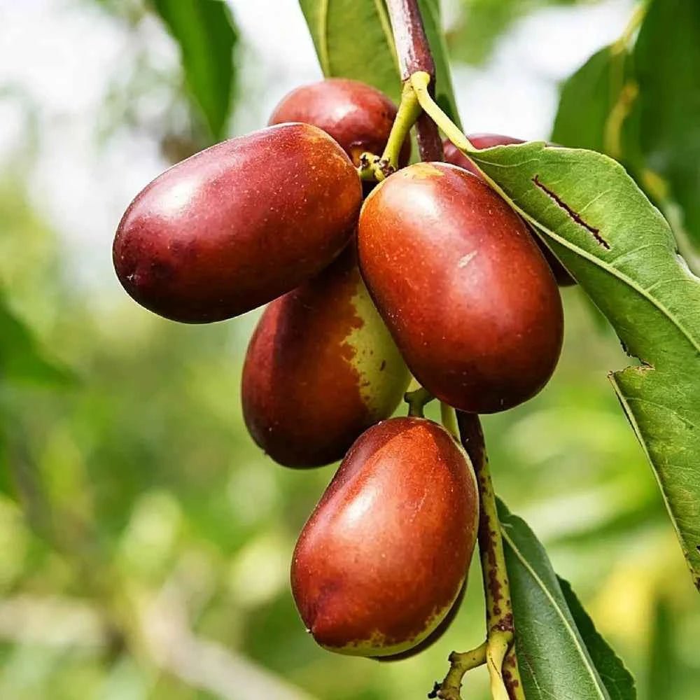 Jujube fruit cluster on branch with green leaves and reddish oval berries