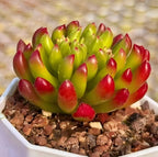 Potted succulent with dense green rosette and red tips in a white container