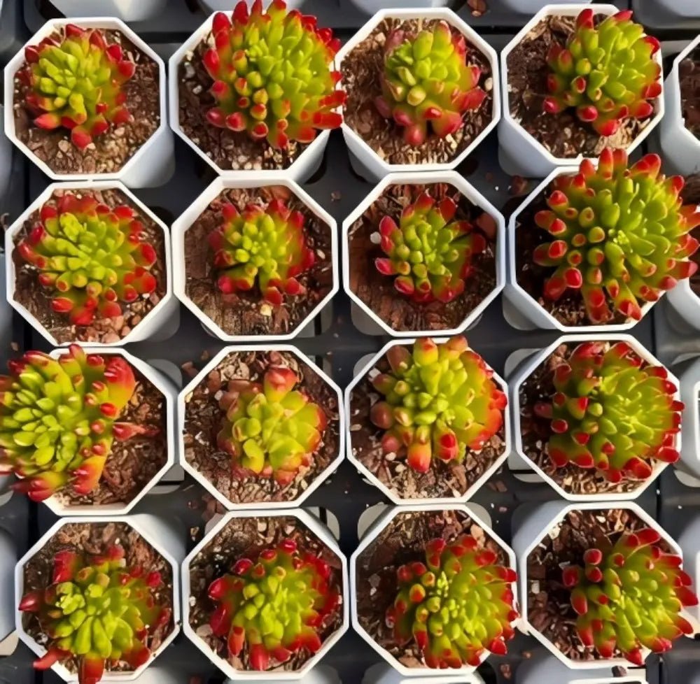 Potted succulent plants with green rosettes and red tips, multiple hexagonal pots
