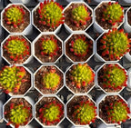 Potted succulent plants with green rosettes and red tips, multiple hexagonal pots