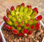 Potted succulent rosette with green leaves and red pointed tips over rocky soil