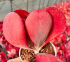 Kalanchoe Thyrsiflora succulent with stacked red-pink heart leaves in a pot