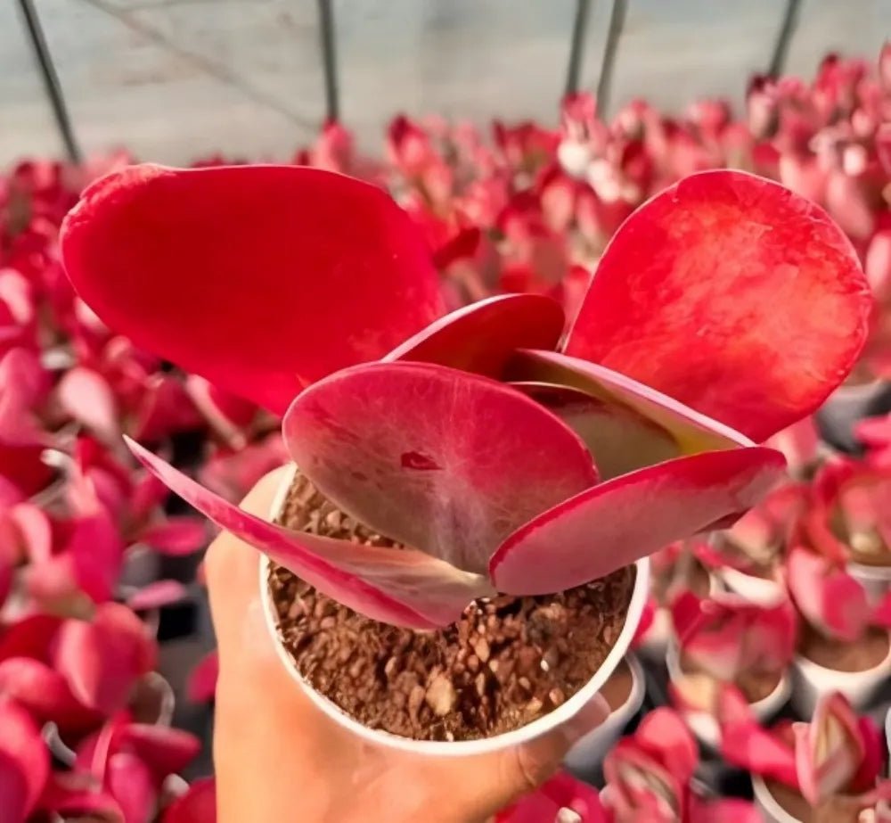 Kalanchoe Thyrsiflora succulent in a small pot with red-pink oval leaves