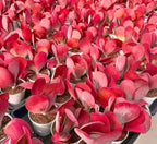 Kalanchoe Thyrsiflora group in pots with red-pink rosette leaves