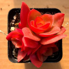Layered red succulent leaves in a small black plastic pot