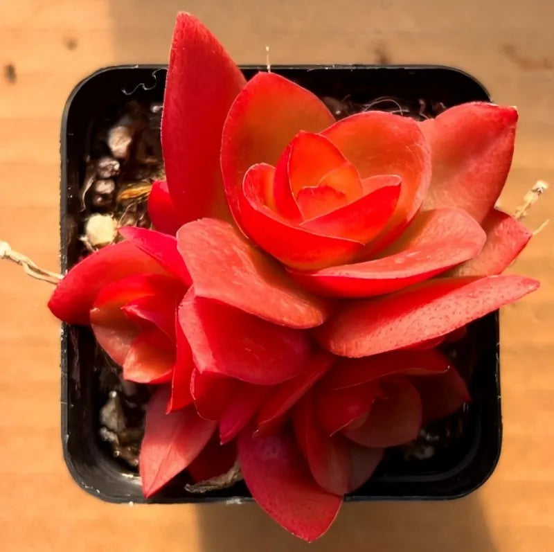 Layered red succulent leaves in a small black plastic pot