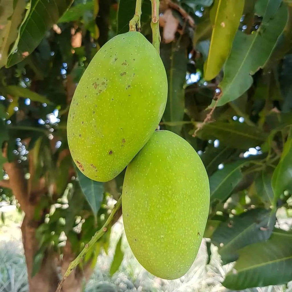 Green mangoes on a tree branch, two unripe fruits with leaves