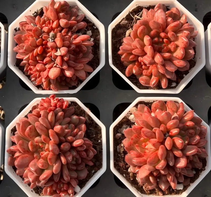 Coral pink echeveria succulent cluster set of 4 in white hexagonal pots