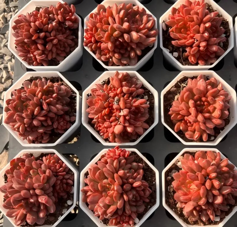 Coral pink echeveria succulent clusters in white hexagonal pots, nine-pack