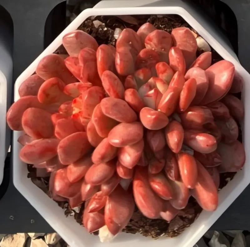 Coral pink echeveria succulent cluster filling white hexagonal pot
