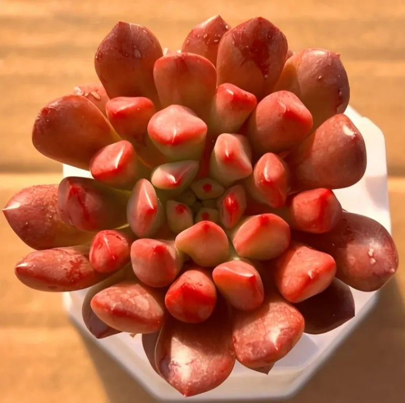 Red succulent cluster in small white pot, close-up top view