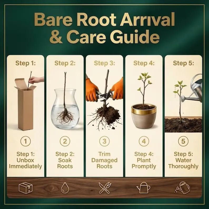 Bare-root arrival and care guide graphic with planting steps
