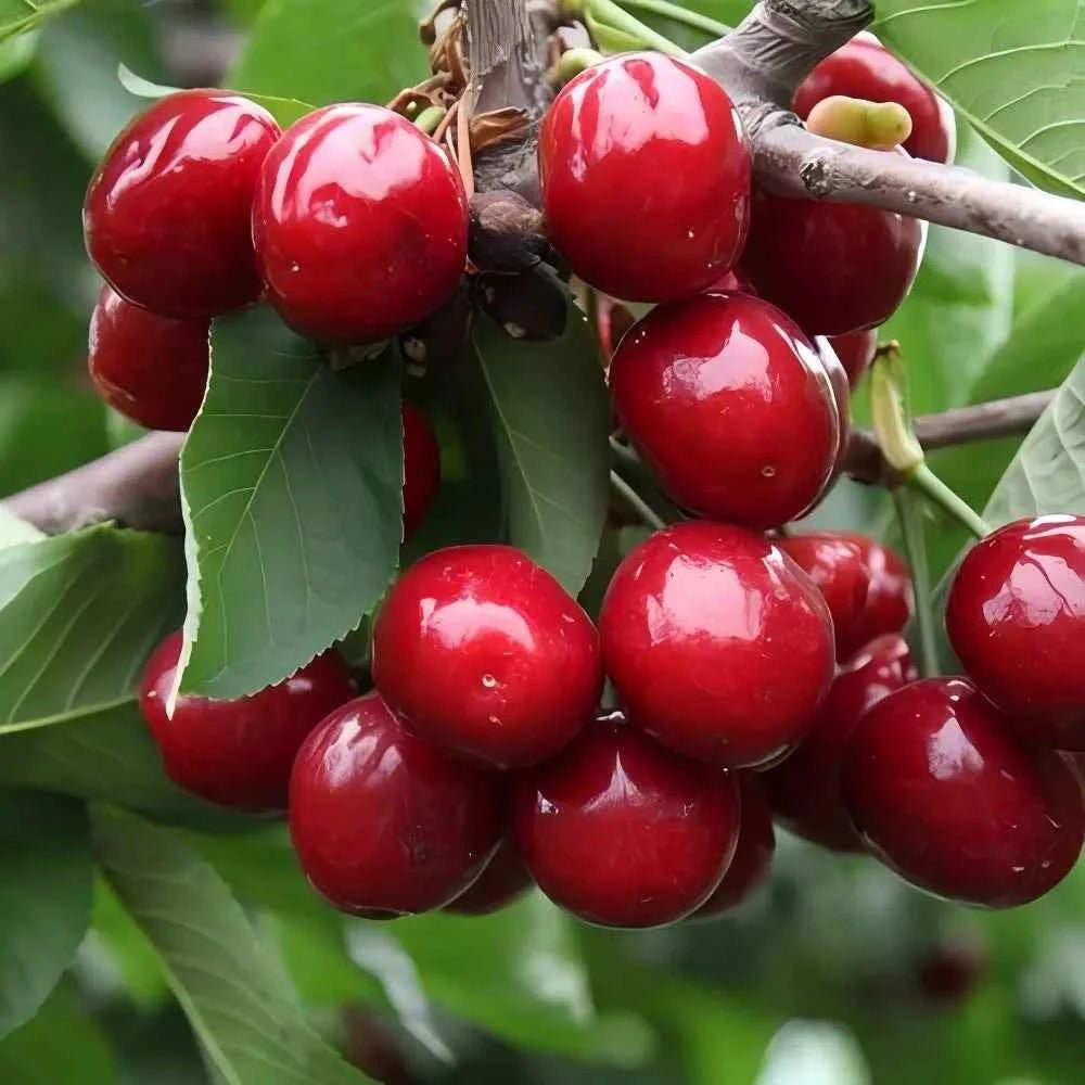 Cherry tree branch with clusters of red cherries and green leaves