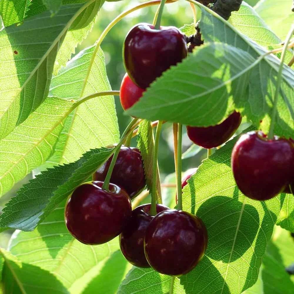 Cherry tree branch with dark red cherries and broad green leaves