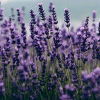 Lavender flower field with tall purple spikes and green stems