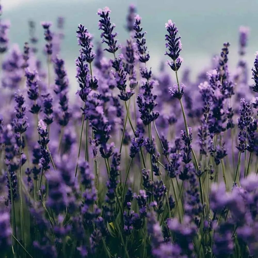 Lavender flower field with tall purple spikes and green stems