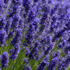 Purple lavender flower spikes on green stems, close-up garden view