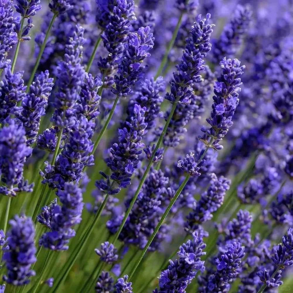 Purple lavender flower spikes on green stems, close-up garden view