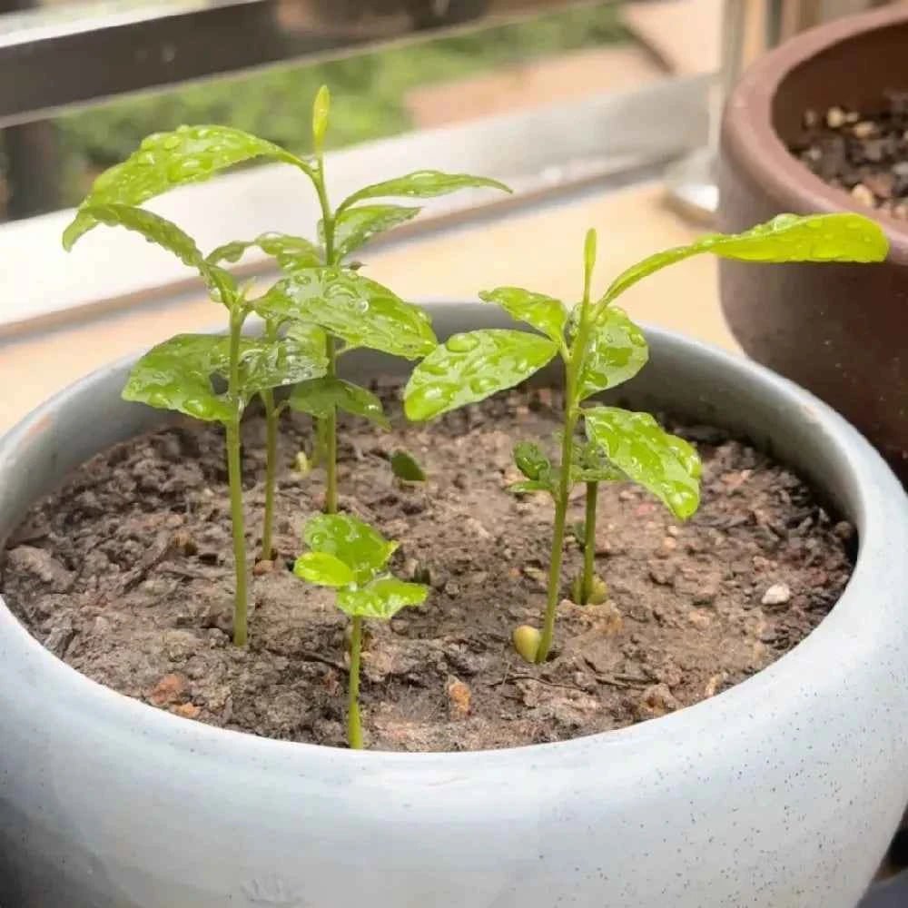 Young lemon seedlings in a round pot with soil