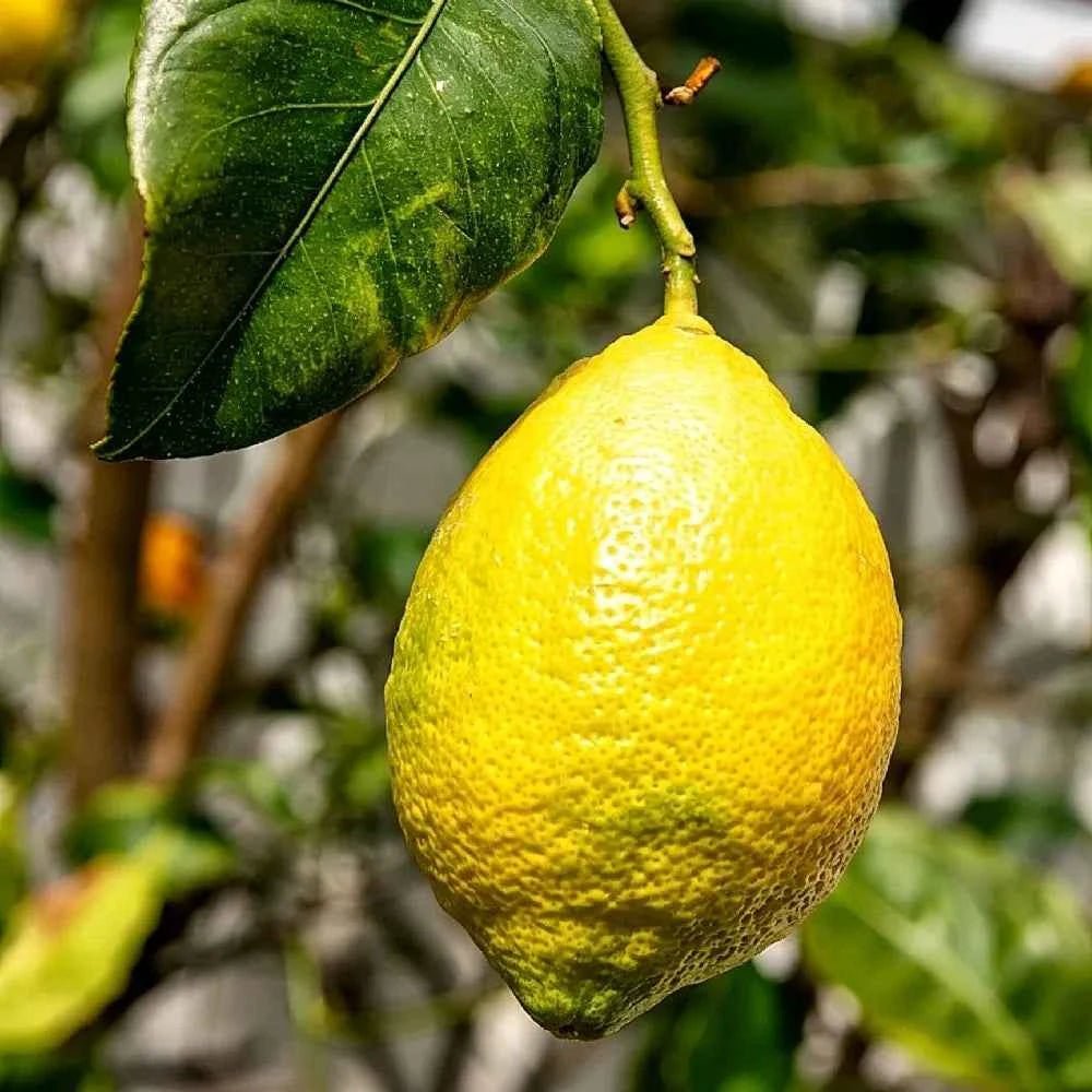Lemon on the tree branch with green leaves
