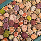 Set of 10 lithops living stones, assorted colored succulent pebbles in a tray