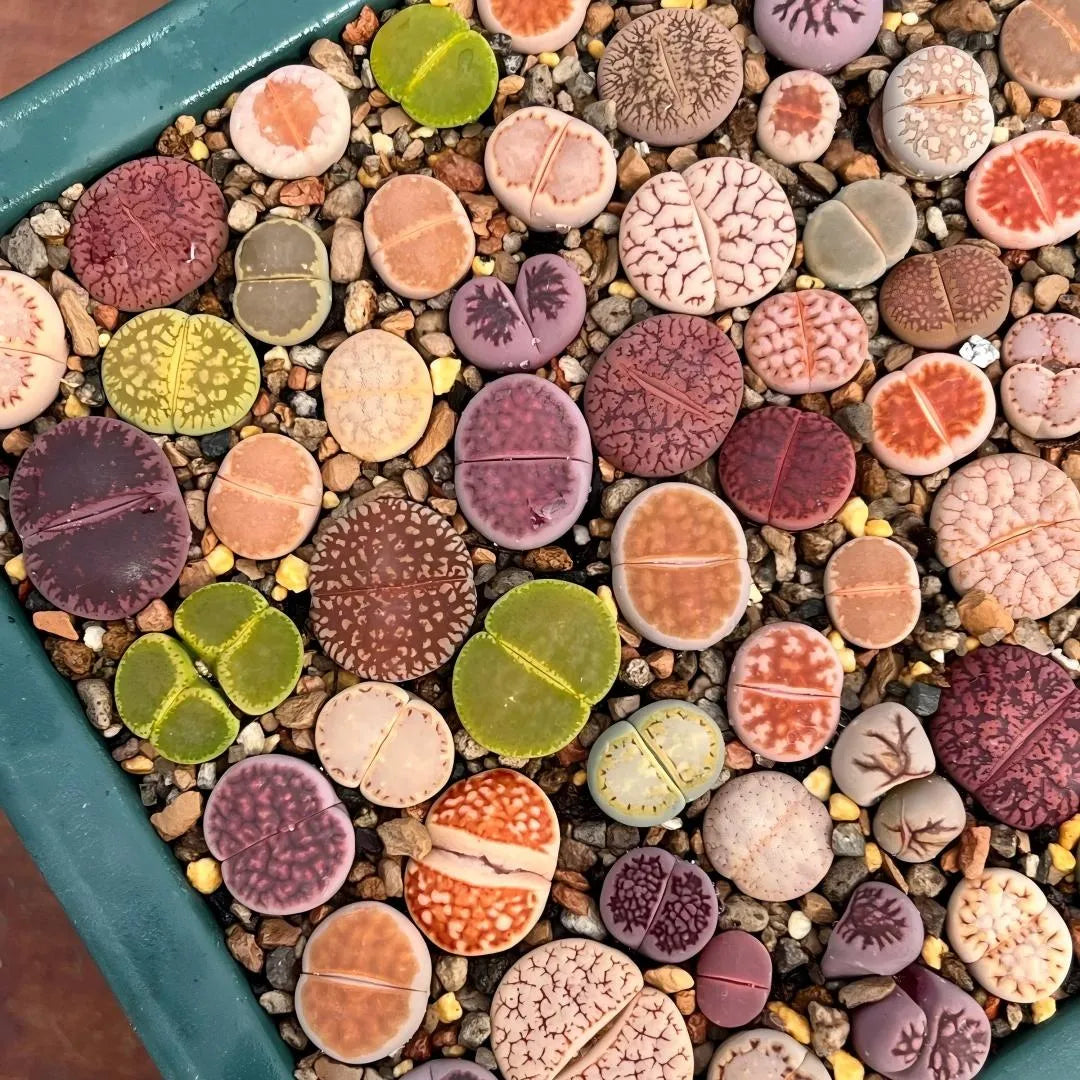 Assorted lithops living stones set of 10, mixed patterned succulent pebbles in tray