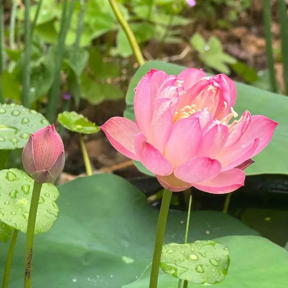 Pink lotus flower with closed bud on green leaves