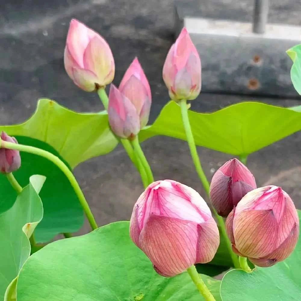 Pink lotus buds and blooms on green leaves