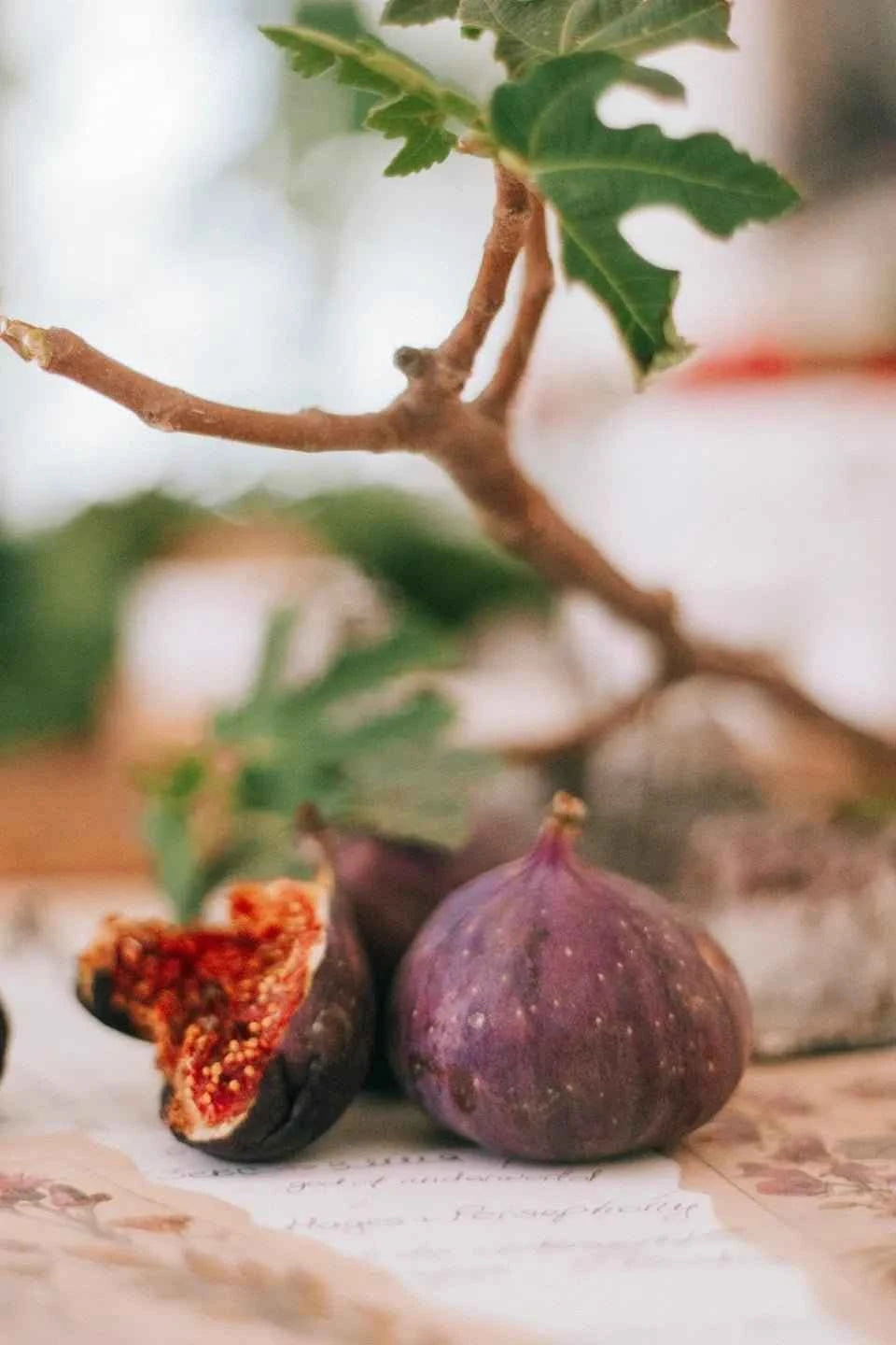 Purple fig fruit on fig tree branch with green leaves
