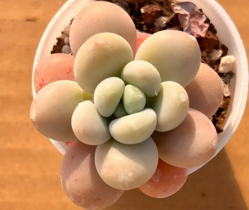 Succulent cluster in round pot with pale green leaves and pink base