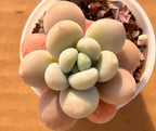 Potted succulent with cream-green rosette leaves in a small round pot
