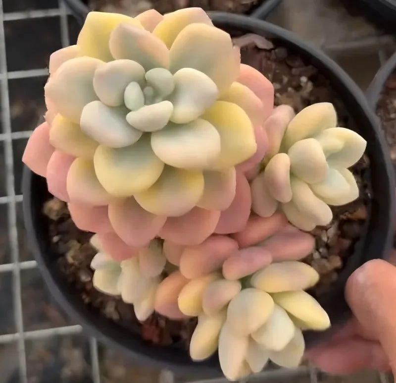 Small plant pot with pale pink, yellow, and cream clustered succulents