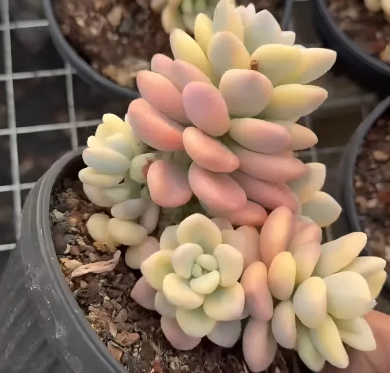 Small plant pot with pastel pink, cream, and yellow rosette succulents