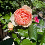 Masora bare-root rose with coral-pink ruffled bloom, white petals, and green leaves