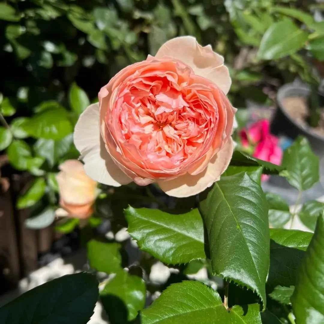 Masora bare-root rose with coral-pink ruffled bloom, white petals, and green leaves