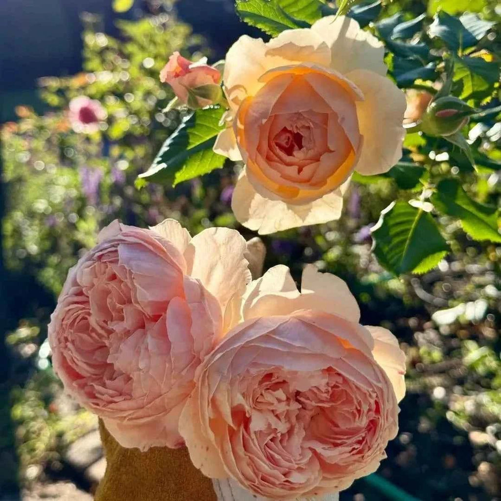Masora bare-root rose with cluster of pale pink ruffled blooms and green leaves