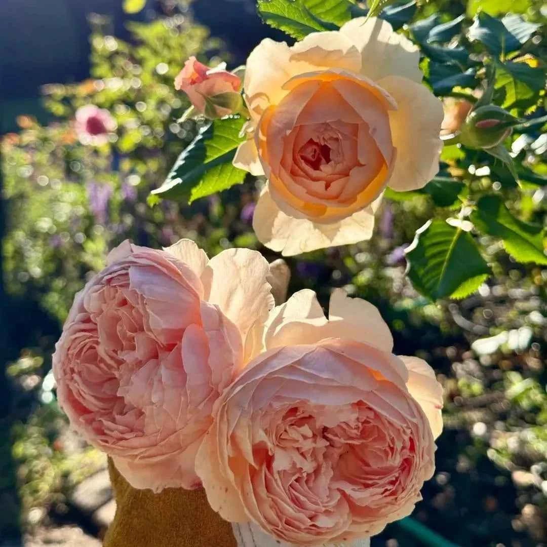 Masora bare-root rose with cluster of pale pink ruffled blooms and green leaves
