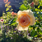 Masora bare-root rose with large cream-peach bloom, orange center, and green leaves