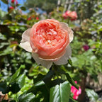 Masora bare-root rose with peach-pink ruffled bloom and glossy green leaves