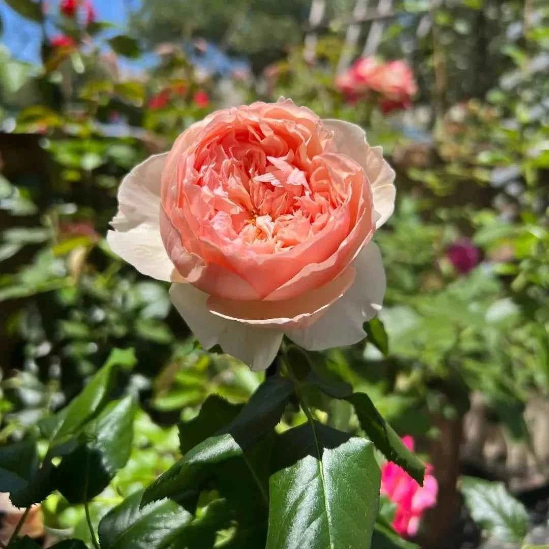 Masora bare-root rose with peach-pink ruffled bloom and glossy green leaves
