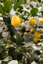Lemon tree branch with green leaves and several small yellow lemons