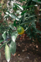 Lemon tree branch with green leaves and a hanging yellow lemon