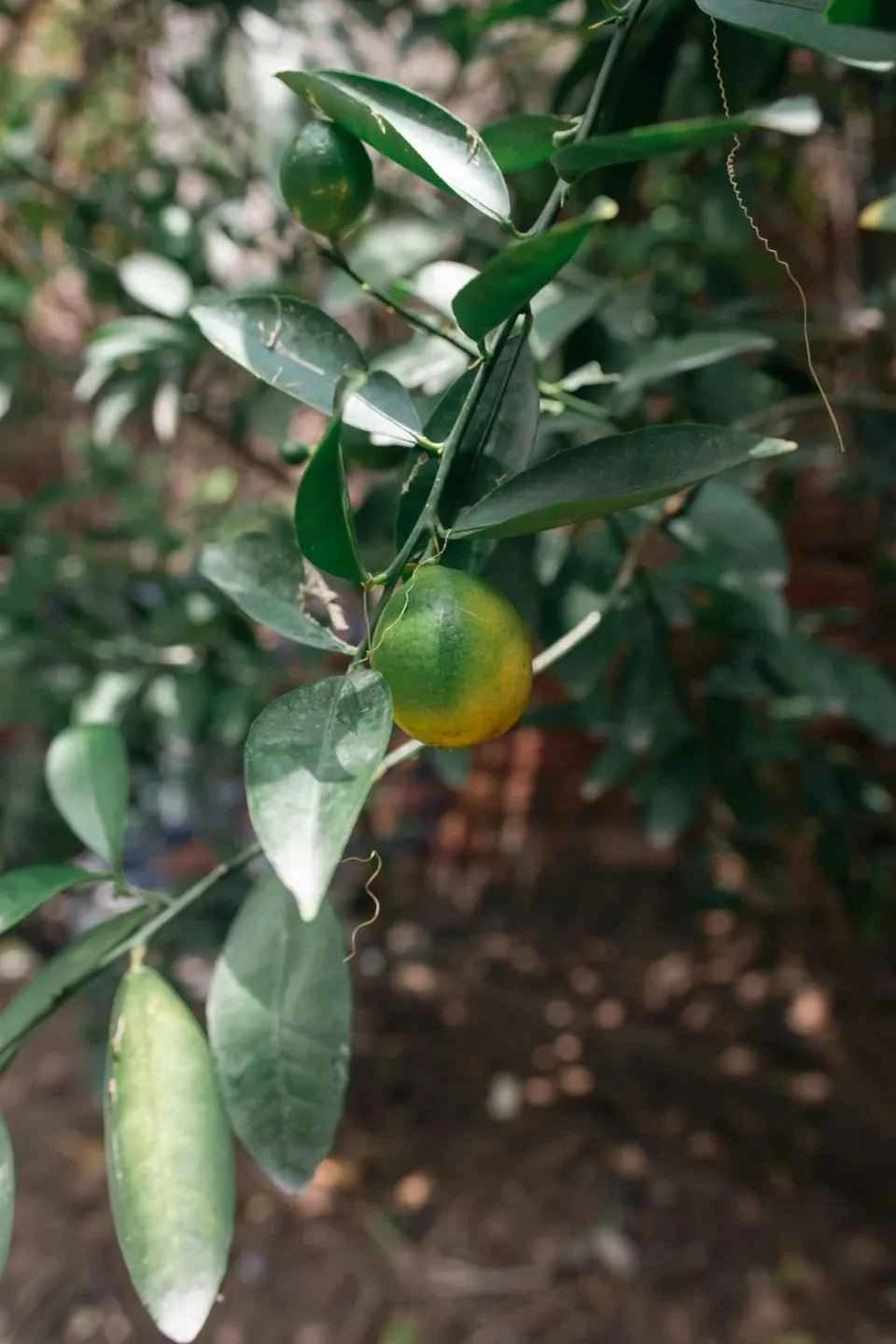 Lemon tree branch with green leaves and a hanging yellow lemon
